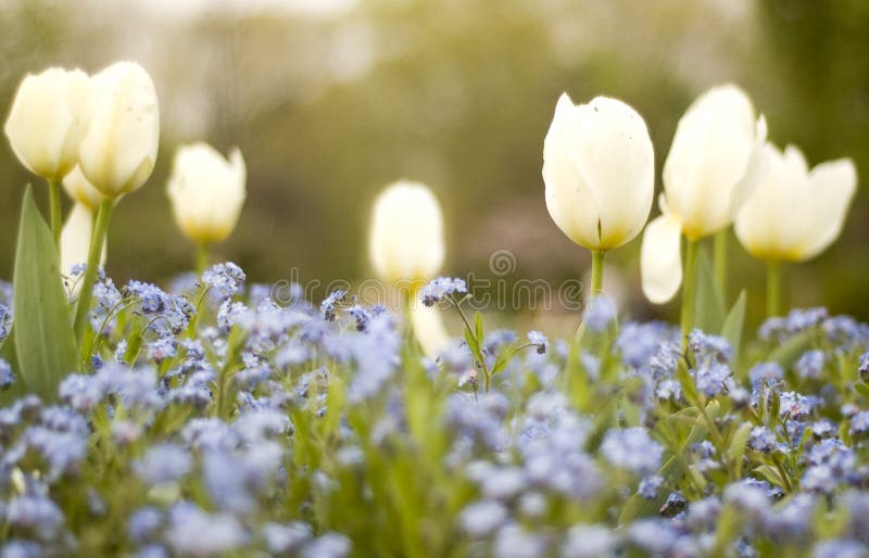 Tulips