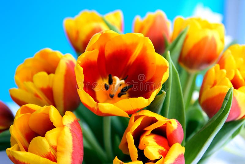 Tulips