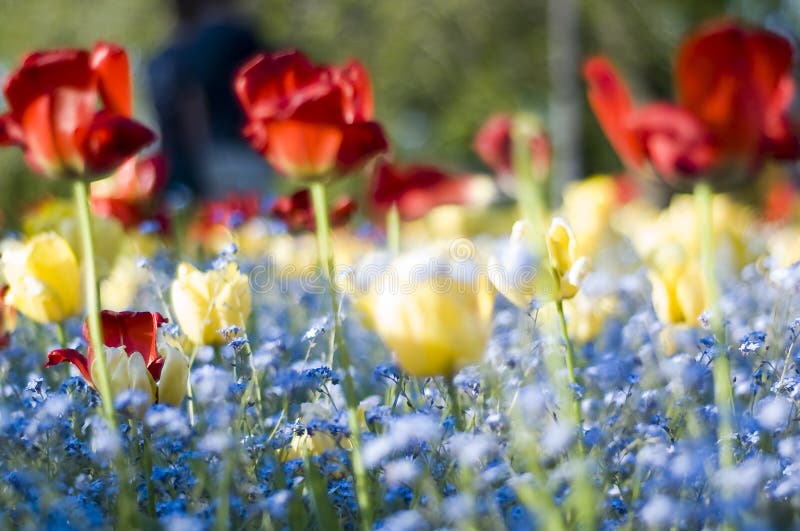 Tulips