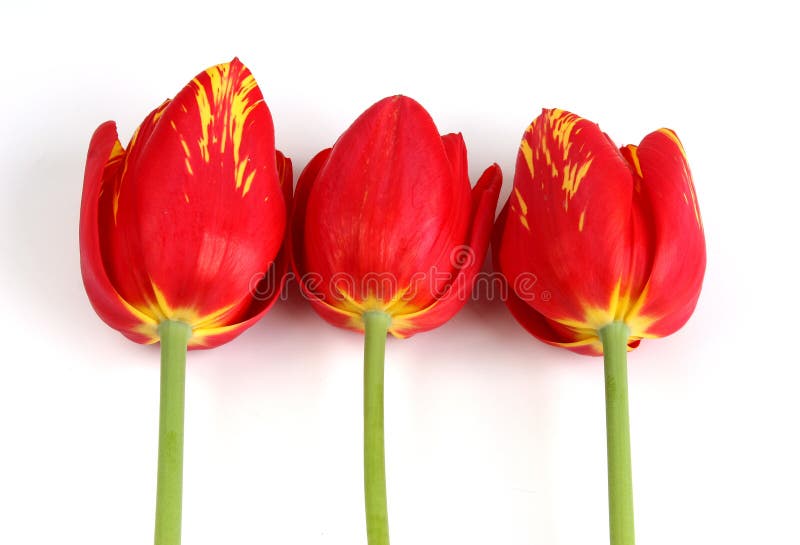 Tulips