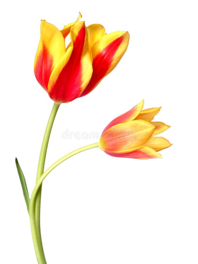 Row of tulips stock photo. Image of small, collection 11913318