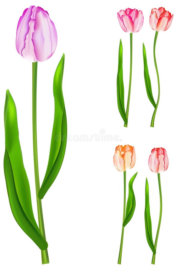 Tulips