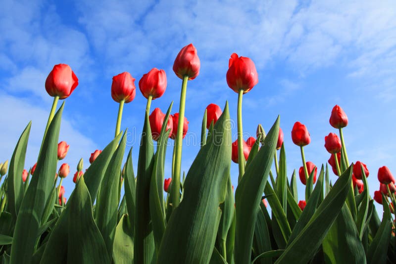 Tulips against blue sky
