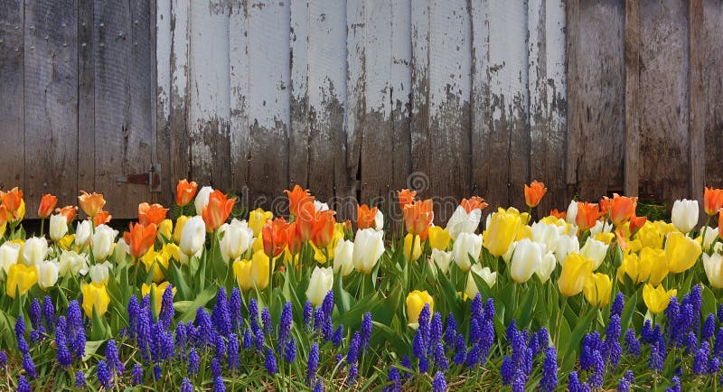 Tulips against old barn
