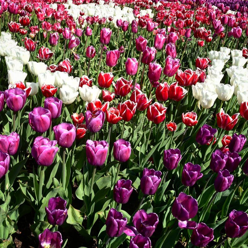 Tulips of all Colors stock photo. Image of flower, orchid 219225482