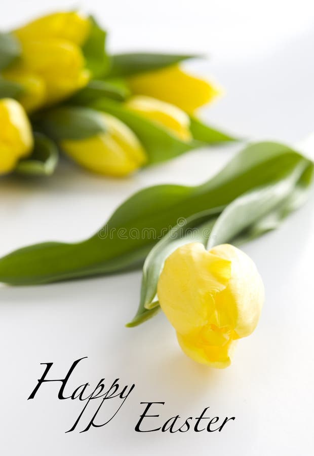 Several long stem yellow tulips on a white background with the words Happy Easter. Several long stem yellow tulips on a white background with the words Happy Easter.