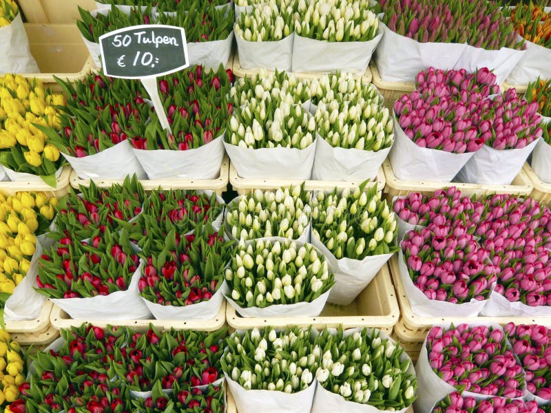 Tulips in Amsterdam stock image. Image of gardening, purple 15695387