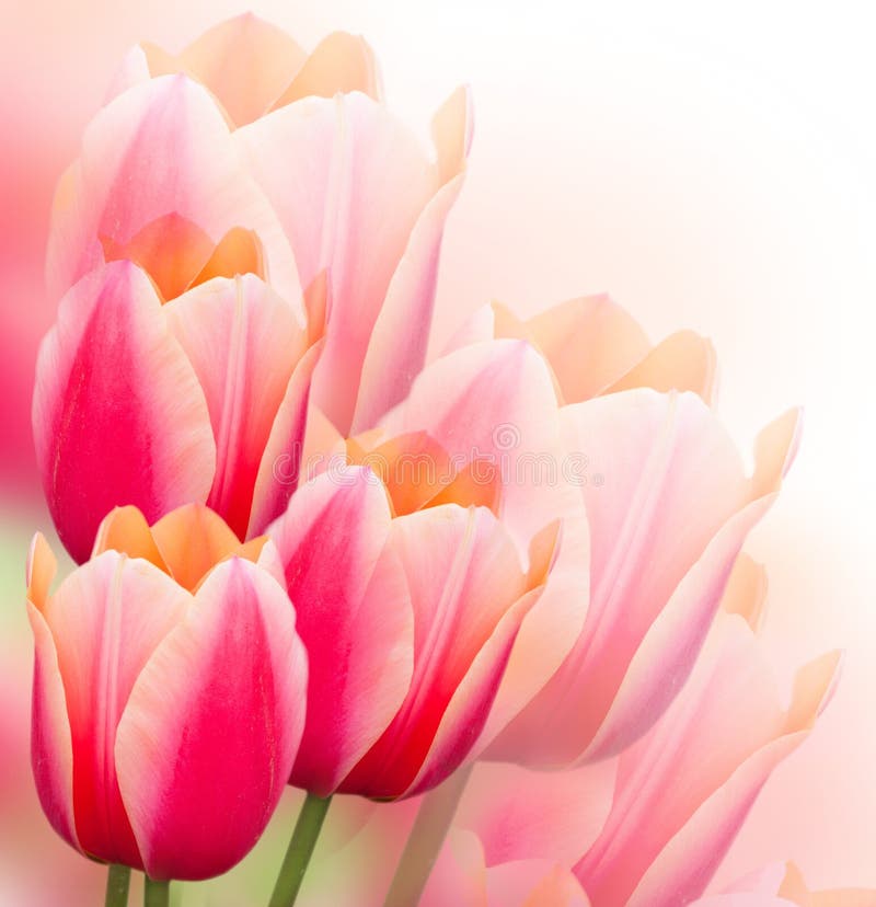 Tulips background