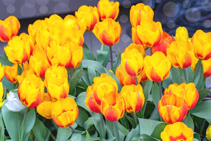 Tulips background. Close-up of colorful beautiful blooming red yellow tulips with focus on the front blossoms. Macro