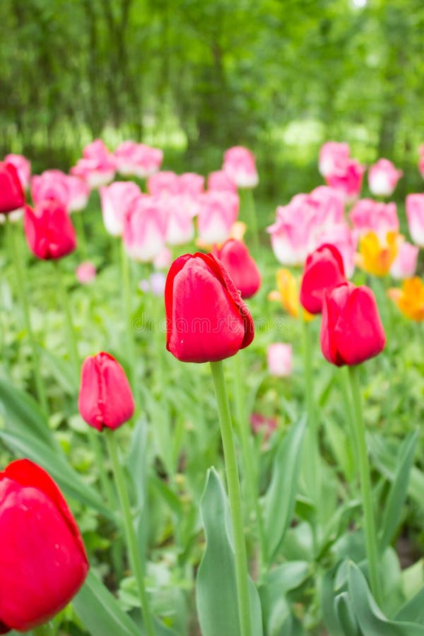 Tulips. Beautiful flowers stock image. Image of floral - 148422871