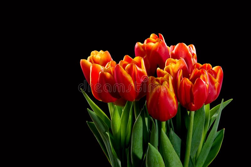 Tulips on a Black Background Stock Photo Image of backlight, easter