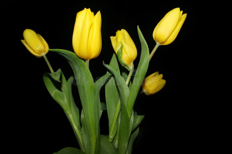 Tulips on a Black Background Stock Image Image of plant, color 79400547