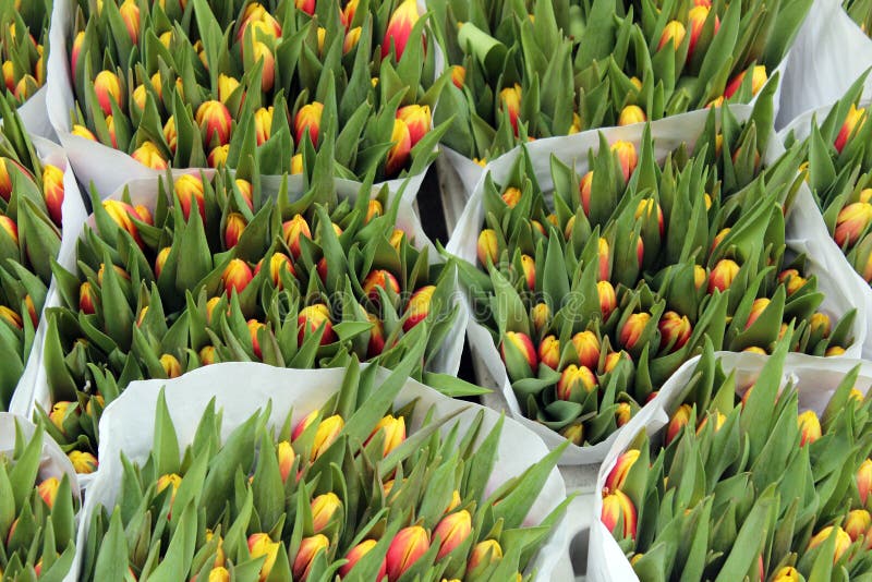 Tulips at the Bloemenmarkt (Flower Market) Amsterdam royalty free stock image Tulips at the Bloemenmarkt (Flower Market) Amsterdam royalty free stock image