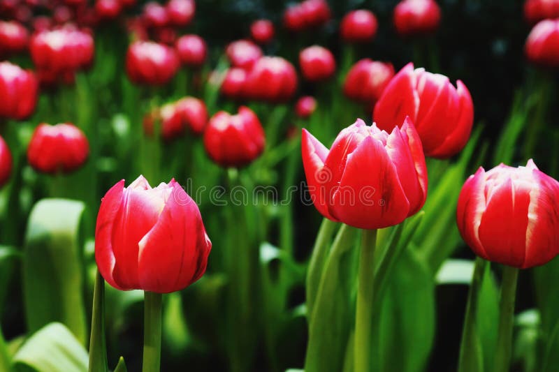 Tulips bloom in the garden stock photo. Image of landscape 275781368