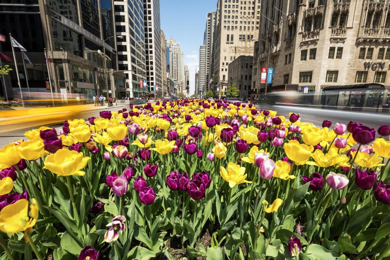 Michigan Avenue Chicago Stock Photo - Download Image Now - Chicago