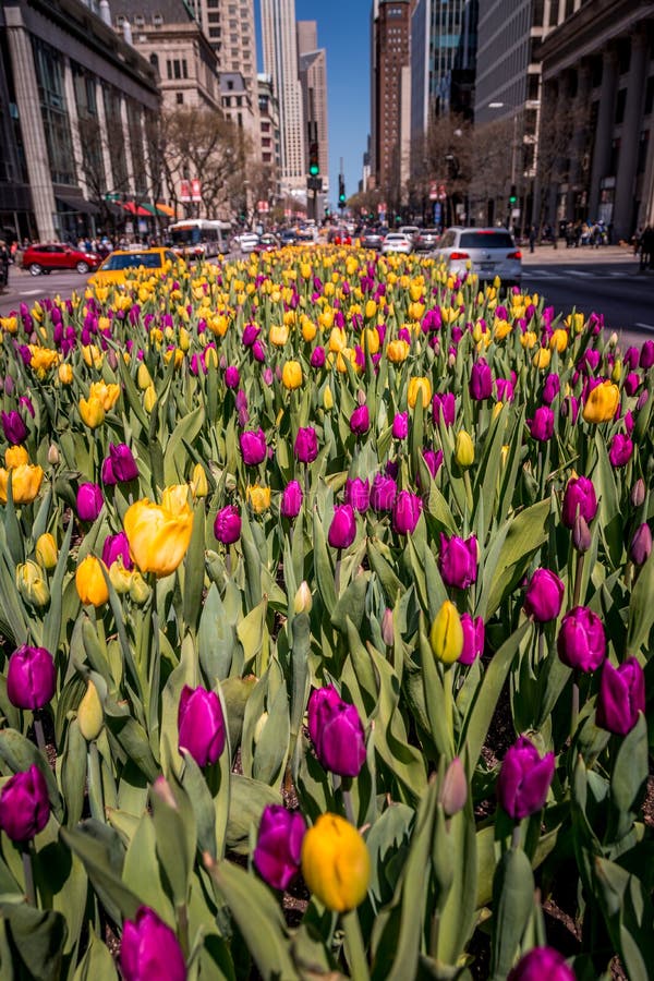 Yellow tulip among a sea of purple tulips.