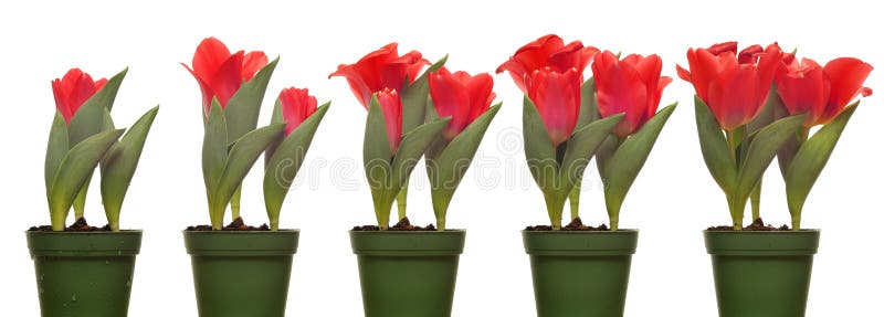 Tulips Blooming Series stock image. Image of petal, height 50361565
