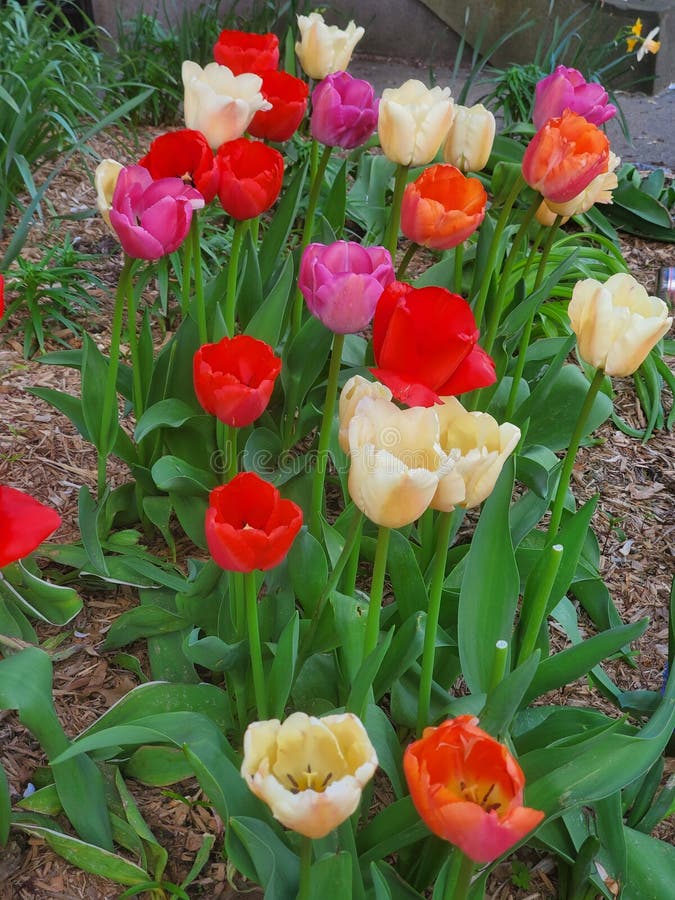 Tulips Blossoming in South End, Boston MA Stock Photo Image of boston