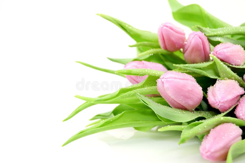 Tulips bouquet