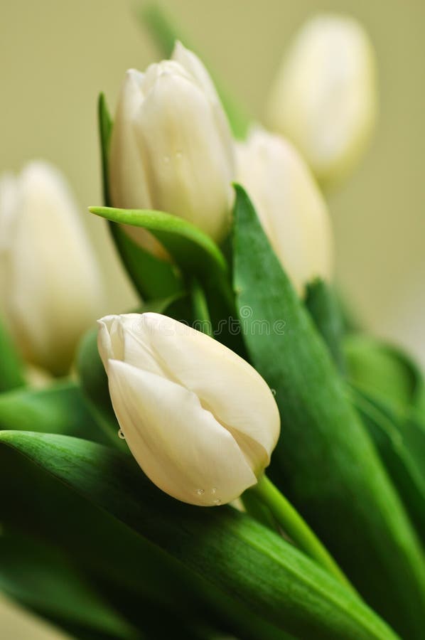Tulips brancos fotografia de stock Tulips brancos fotografia de stock