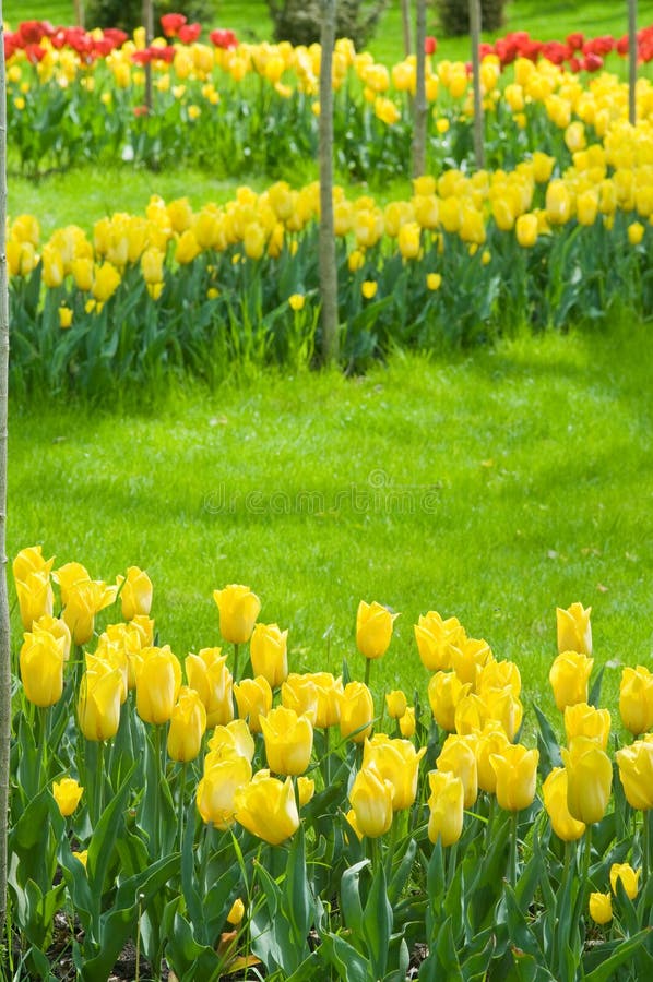 Tulips - a bright flower bed.