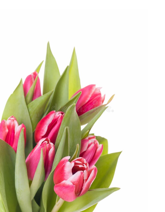 Tulips bunch isolated stock photo. Image of floral, bouquet 23909830