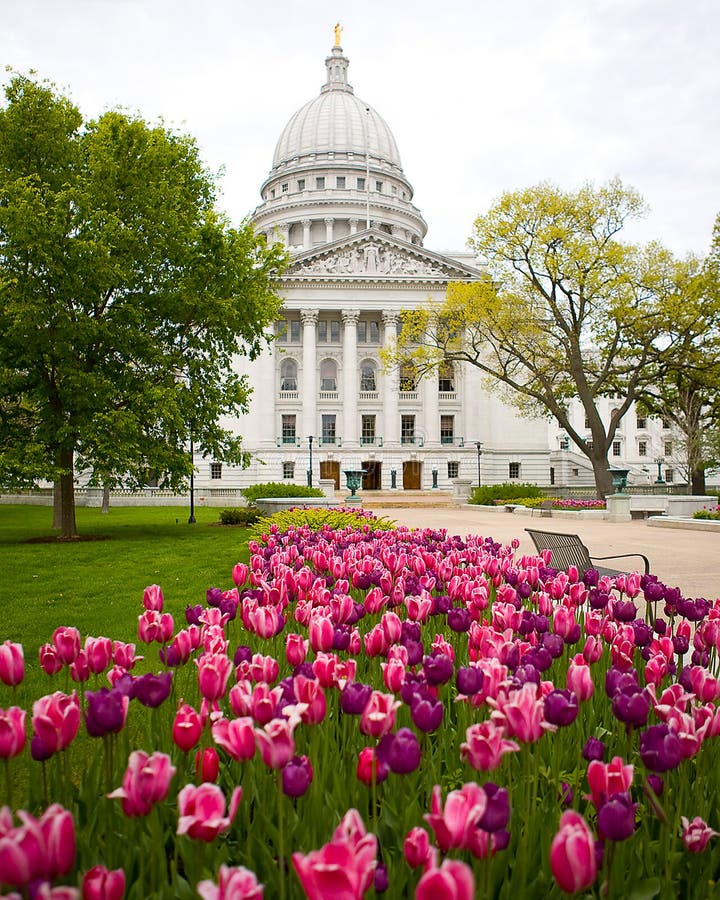 Tulips by Capitol stock image. Image of flowers, government 85618791