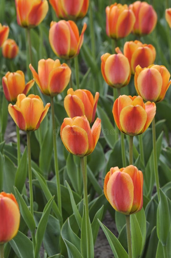 Tulips close-up