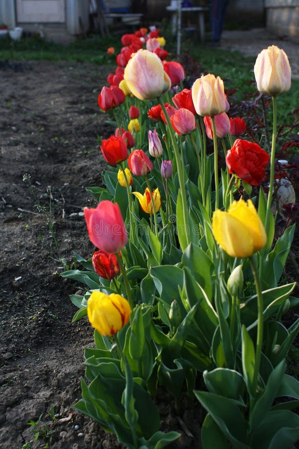 Tulip colors stock image. Image of garden, floral, bloom 30824307