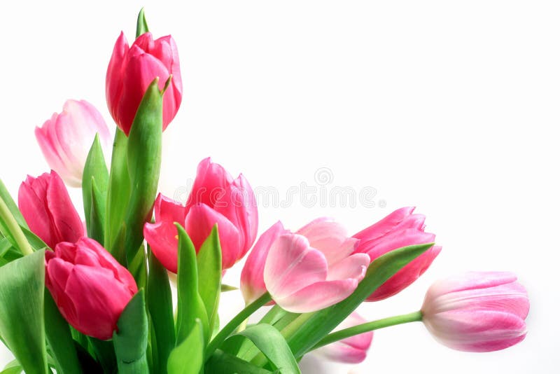 Tulips cor-de-rosa