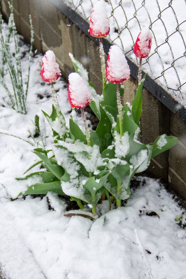 Tulips covered with snow stock image. Image of blizzard 142092829