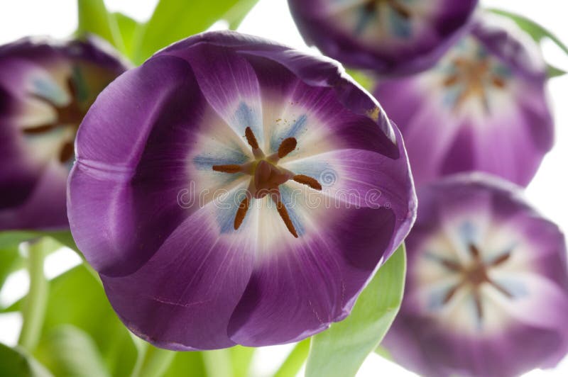 Tulips da mola imagens de stock royalty free Tulips da mola imagens de stock royalty free
