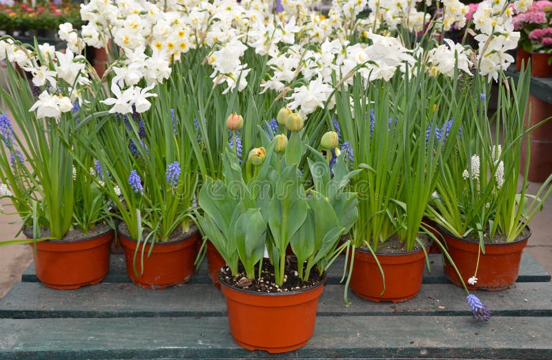 Tulips and Daffodils in Flowerpots Stock Image Image of petals, bulbs