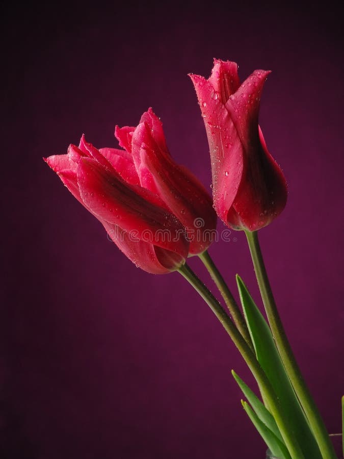 Tulips on the dark background.