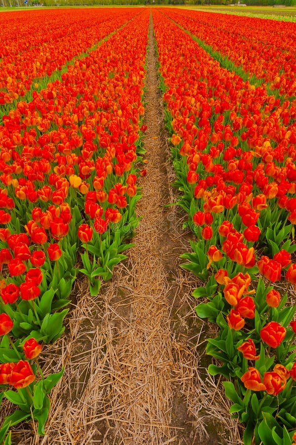 Tulip Rows Ground Level View Stock Image Image of nature