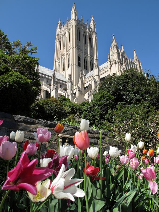 Tulips e catedral nacional fotos de stock Tulips e catedral nacional fotos de stock