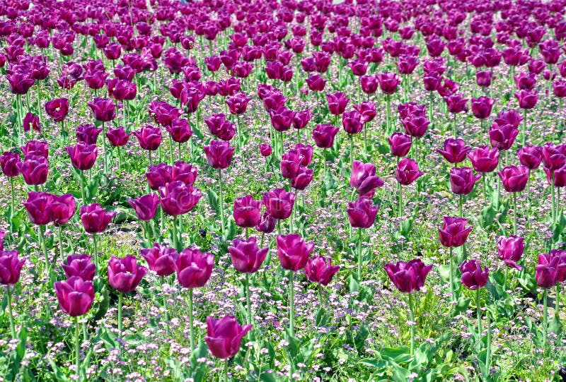 Tulips field stock image. Image of spring, tulip, city 30554005
