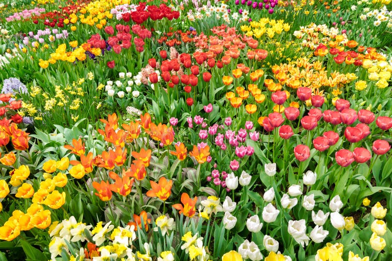 Tulips field in Spring. Sea of flowers.