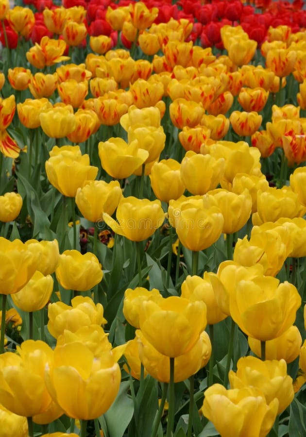 Tulips field vertical