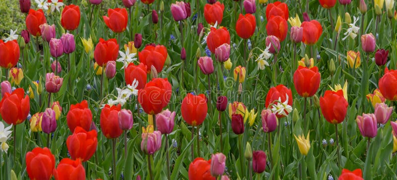 Tulips Fields in Bloom in Dutch Spring Keukenhof Gardens. Horizontal ...