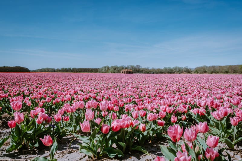 Tulips Fields in the Netherlands Near Lisse, Bulb Region Holland in ...