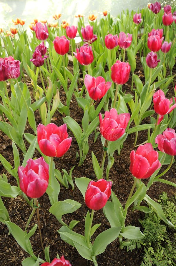 Tulips flower stock photo