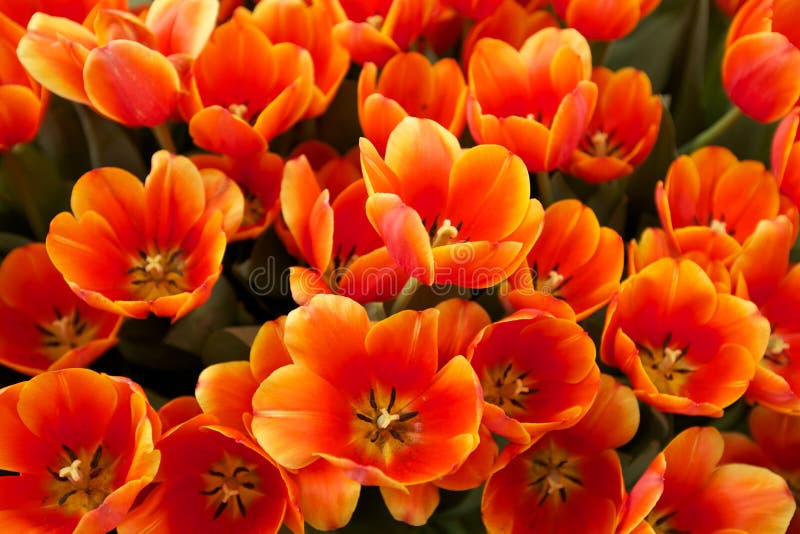 Orange and yellow tulips grown in a botanical garden. Orange and yellow tulips grown in a botanical garden