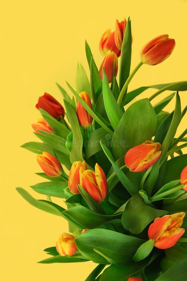 Tulips flowers bouquet