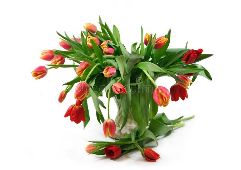 Tulips flowers bouquet