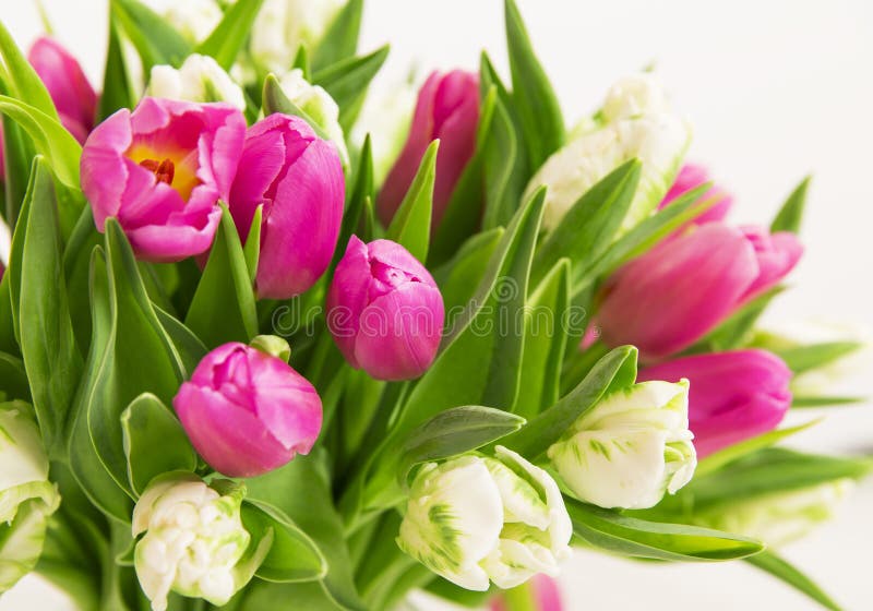 Tulips flowers bouquet stock photos