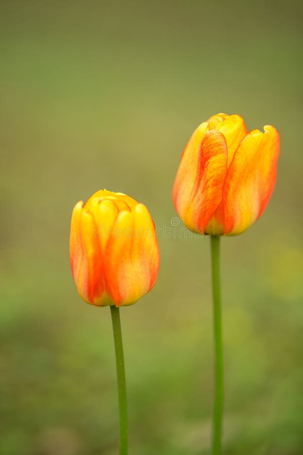 Tulips flowers royalty free stock photography Tulips flowers royalty free stock photography