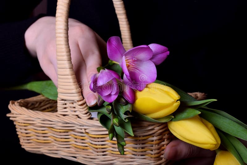 Tulips and freesia flowers in a wicker basket held by a woman stock image Tulips and freesia flowers in a wicker basket held by a woman stock image
