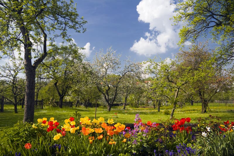 Tulips in front of orchard garden