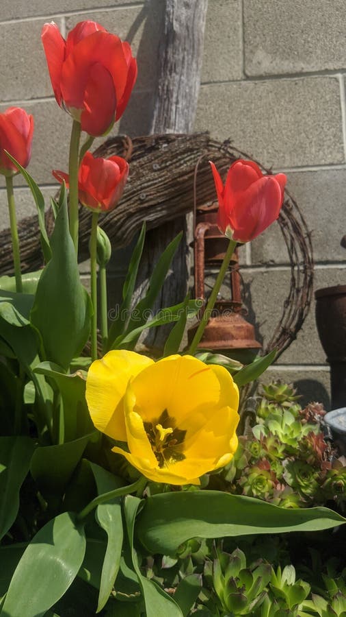 Tulips in Full Bloom stock image. Image of garden, flower 180593353